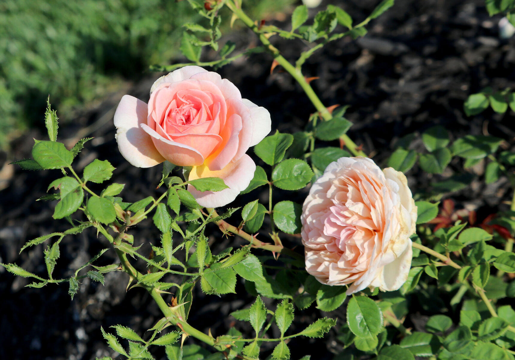 orr rose garden1 21-07-14